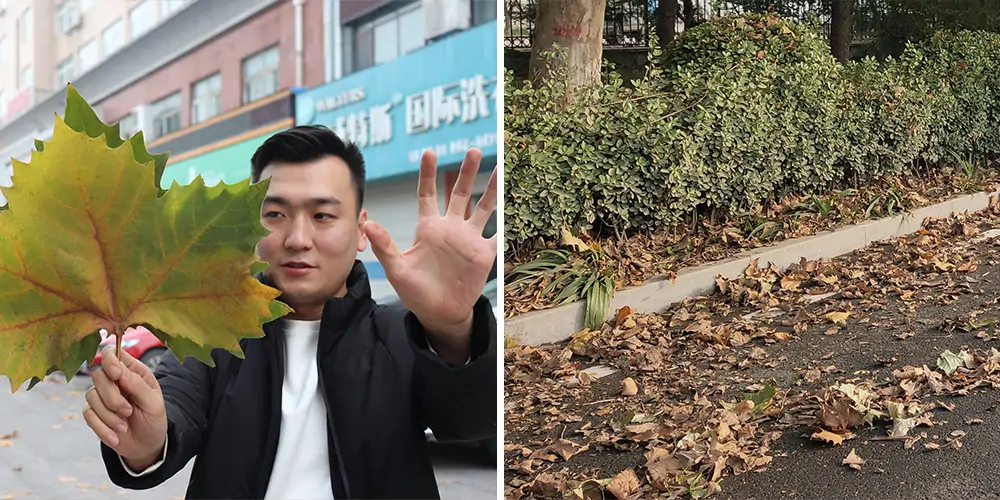 純電動樹葉收集車